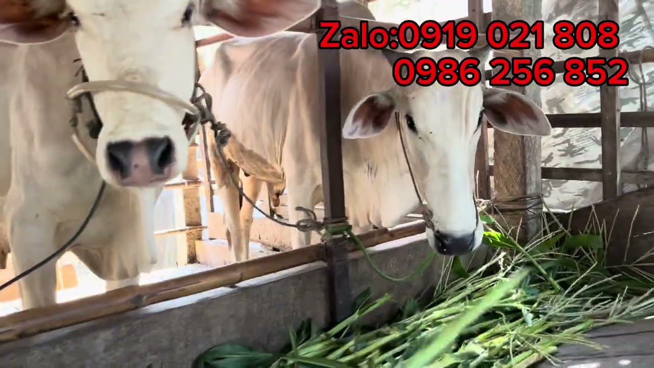 Trại bò 2 rừng nay có bò mới về ngày 18/3–2026