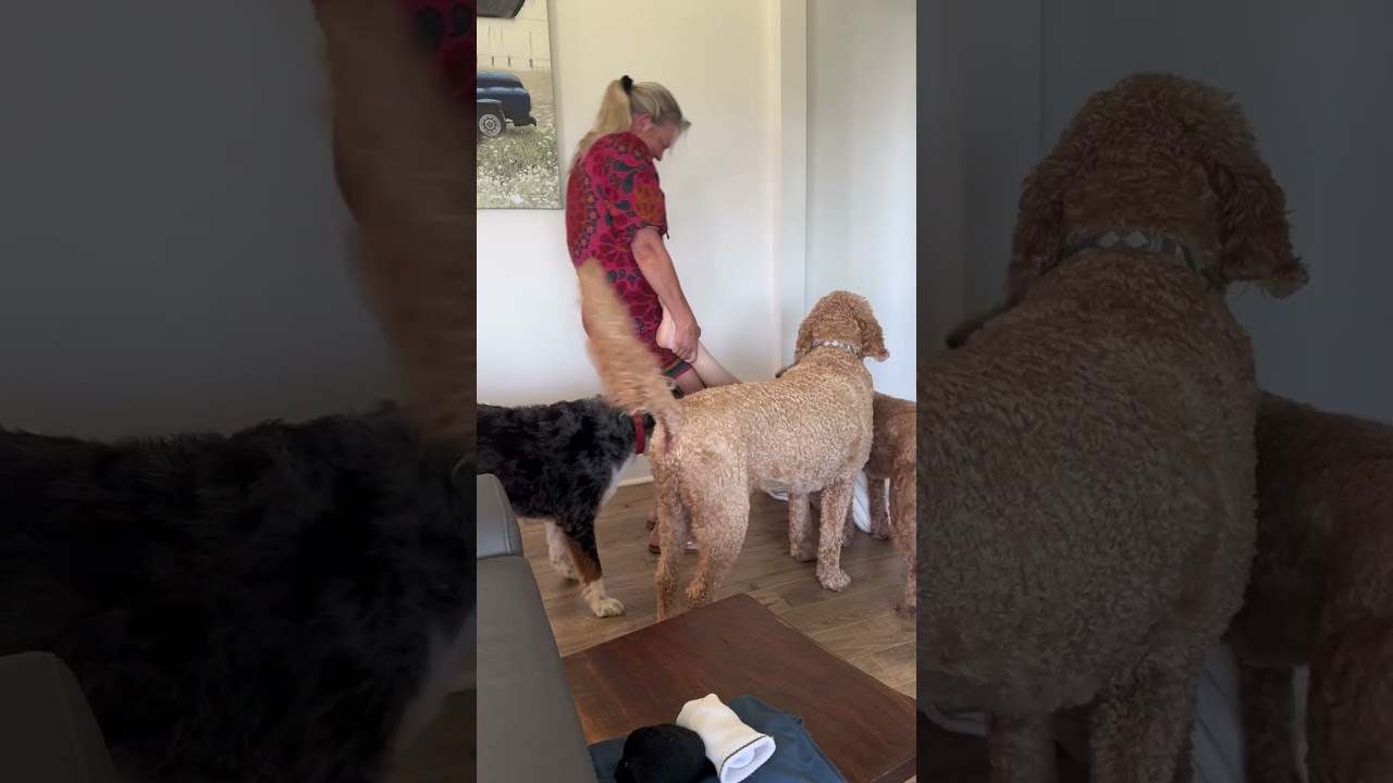 Meu cachorro atacou meu marido e eu tive que sacrific&aacute;-lo