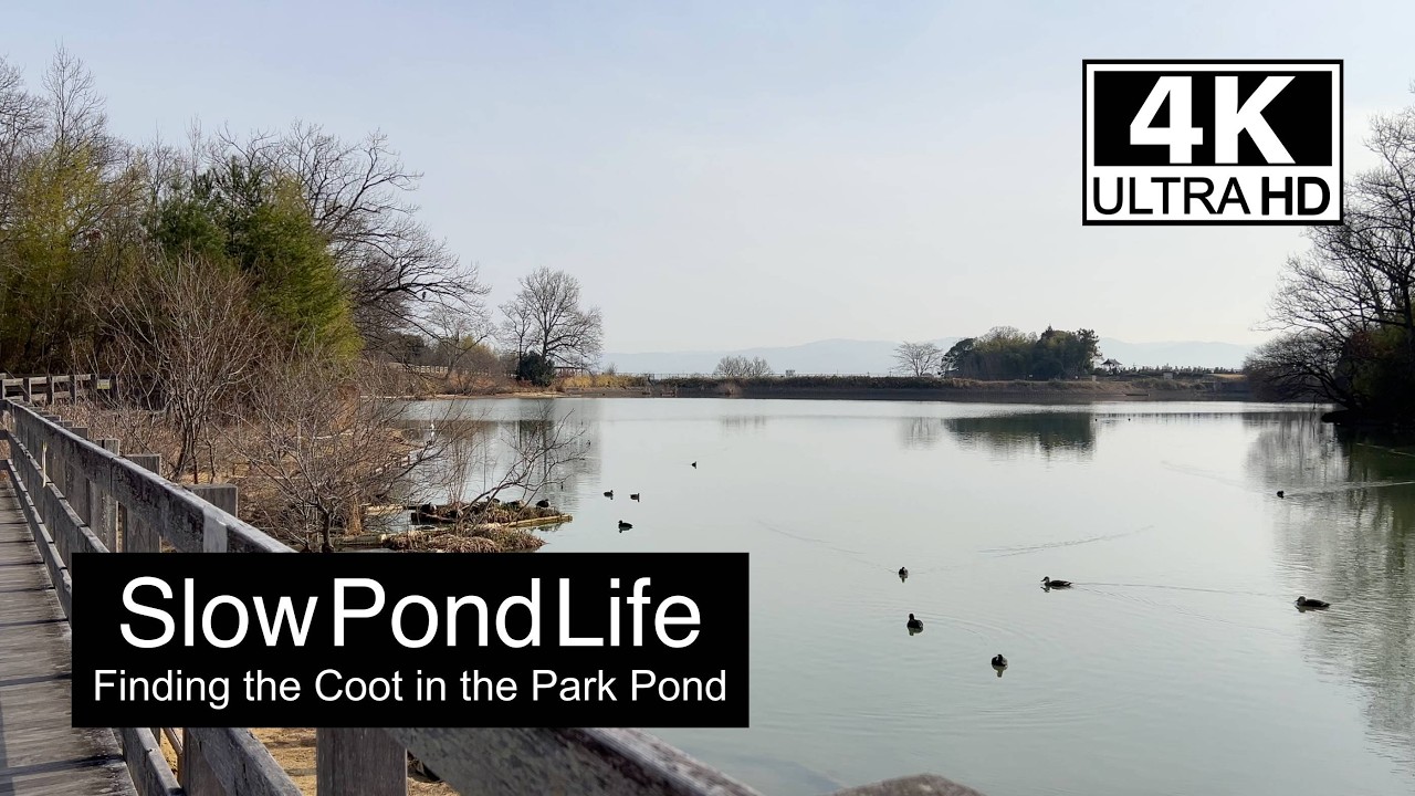 【4K】Peaceful Pond with Eurasian Coot ただ流れる時間 池とオオバン