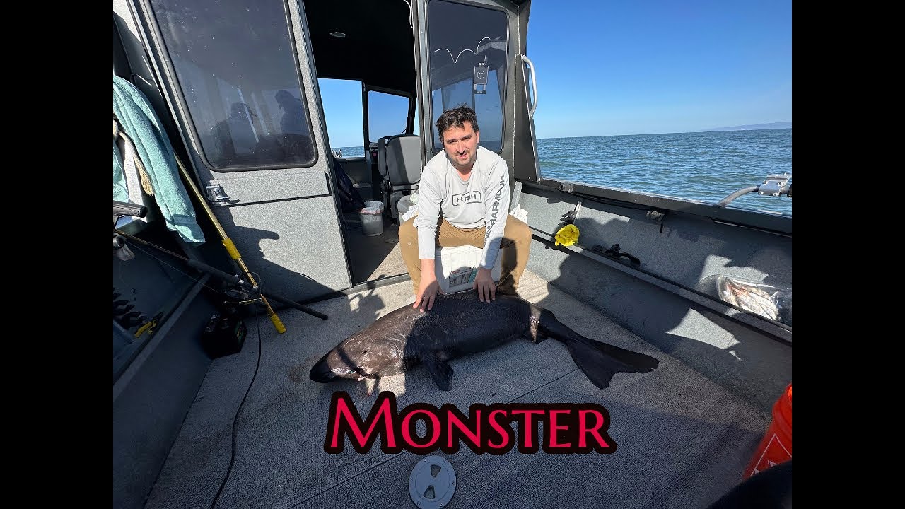 Black Cod fishing. Catching Black Monster