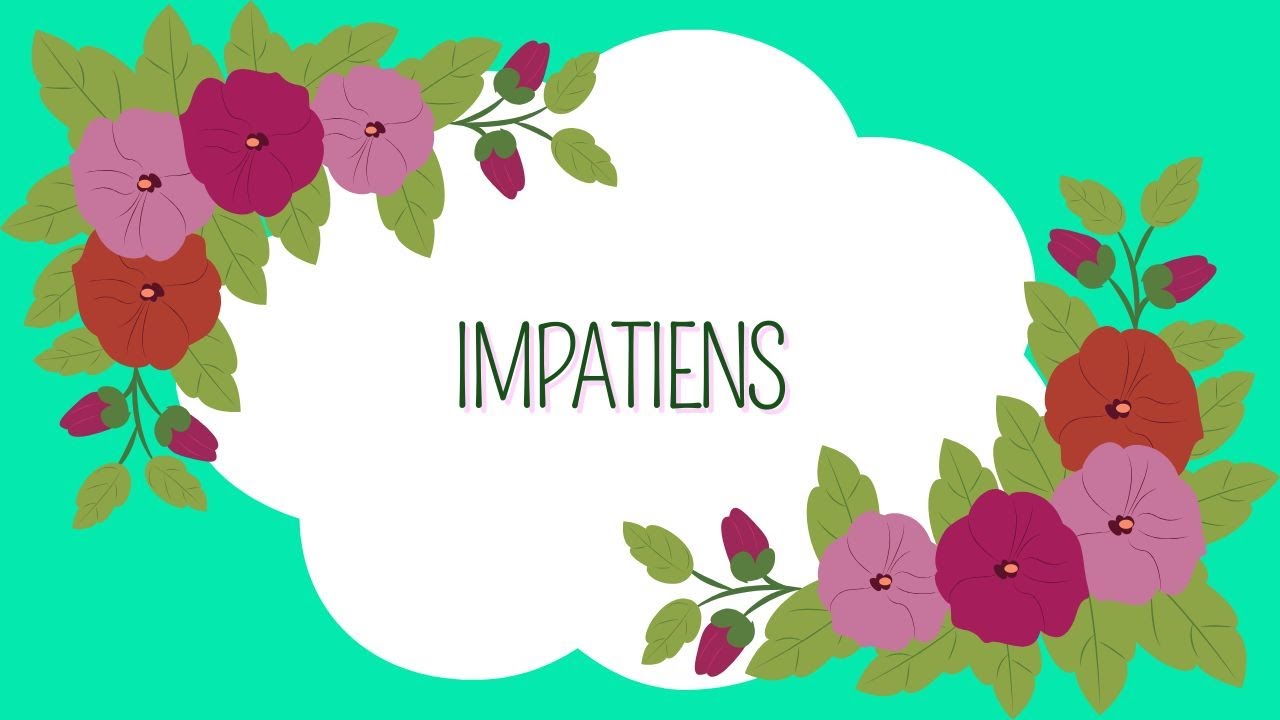 Impatiens: Por Que a Planta Murcha (e Como Resolver)