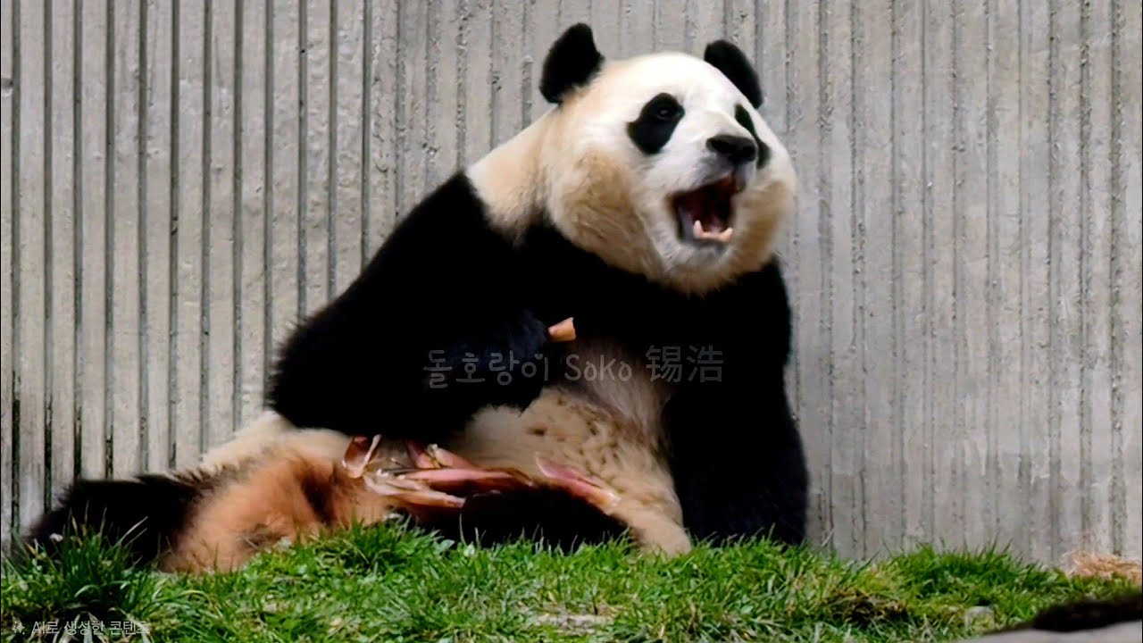 죽순맛이 넘 맛있어서 깜놀한 푸야~?!ㅋㅋㅋ | 2월 27일 오후(푸바오 실시간) Panda Fubao