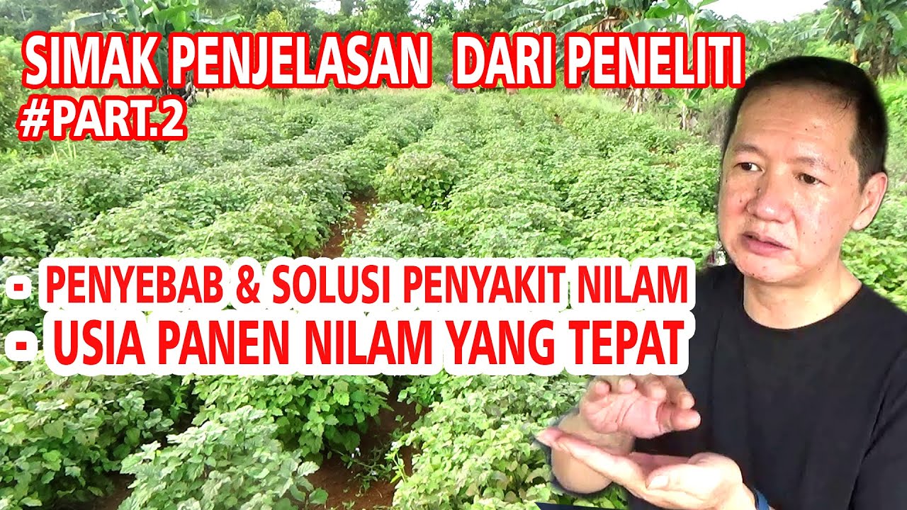JANGAN ASAL PANEN NILAM & MENGAPA NILAM  BISA GAGAL PANEN SIMAK LANGSUNG DARI PENELITI PART 2