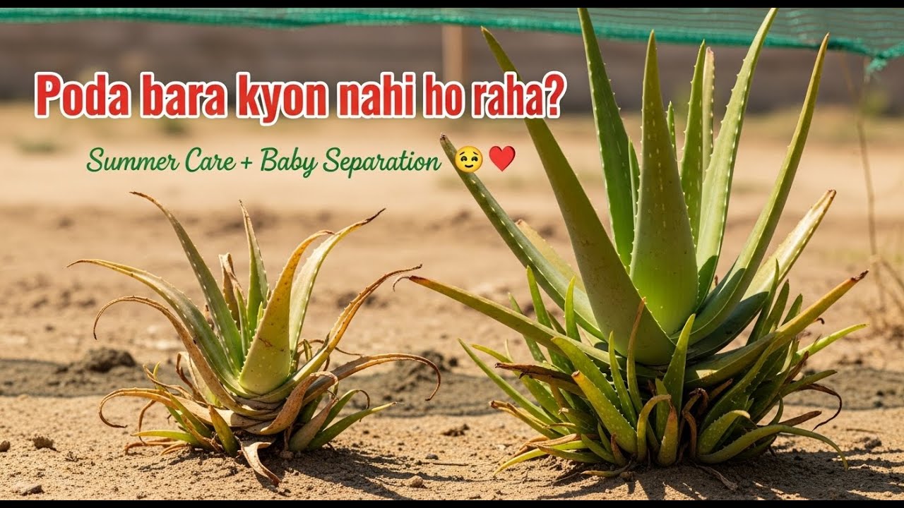 How to Grow Big Aloe Vera + Separate Babies | Protect Aloe Vera in Summer
