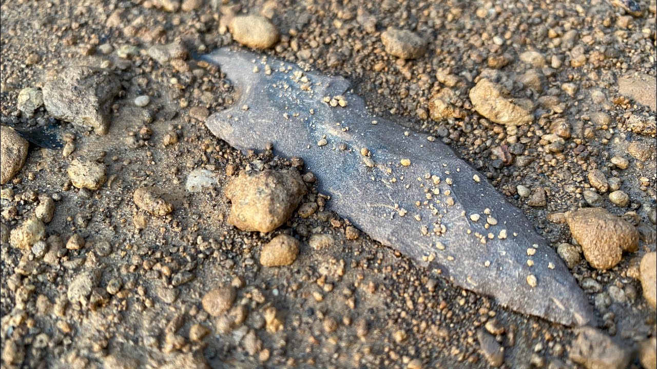 Arrowhead hunting TN - Masterpiece of a motley along with 12 other fine TN artifacts!