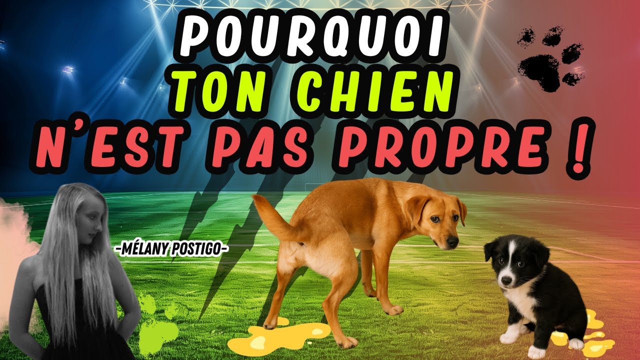 Ton chien est malpropre ? Voici comment régler le problème vite !