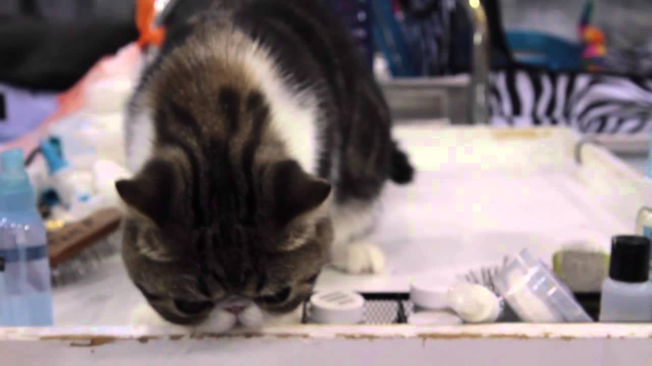 All About the Exotic Shorthair Cat Breed