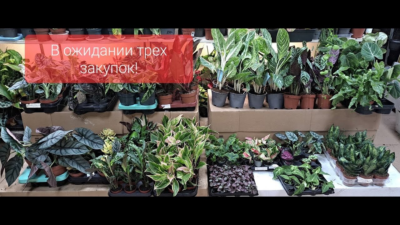 Обзор поступления комнатных растений от 26 августа 2023г. Алоказиии азлани, синуата, ред грей и др..