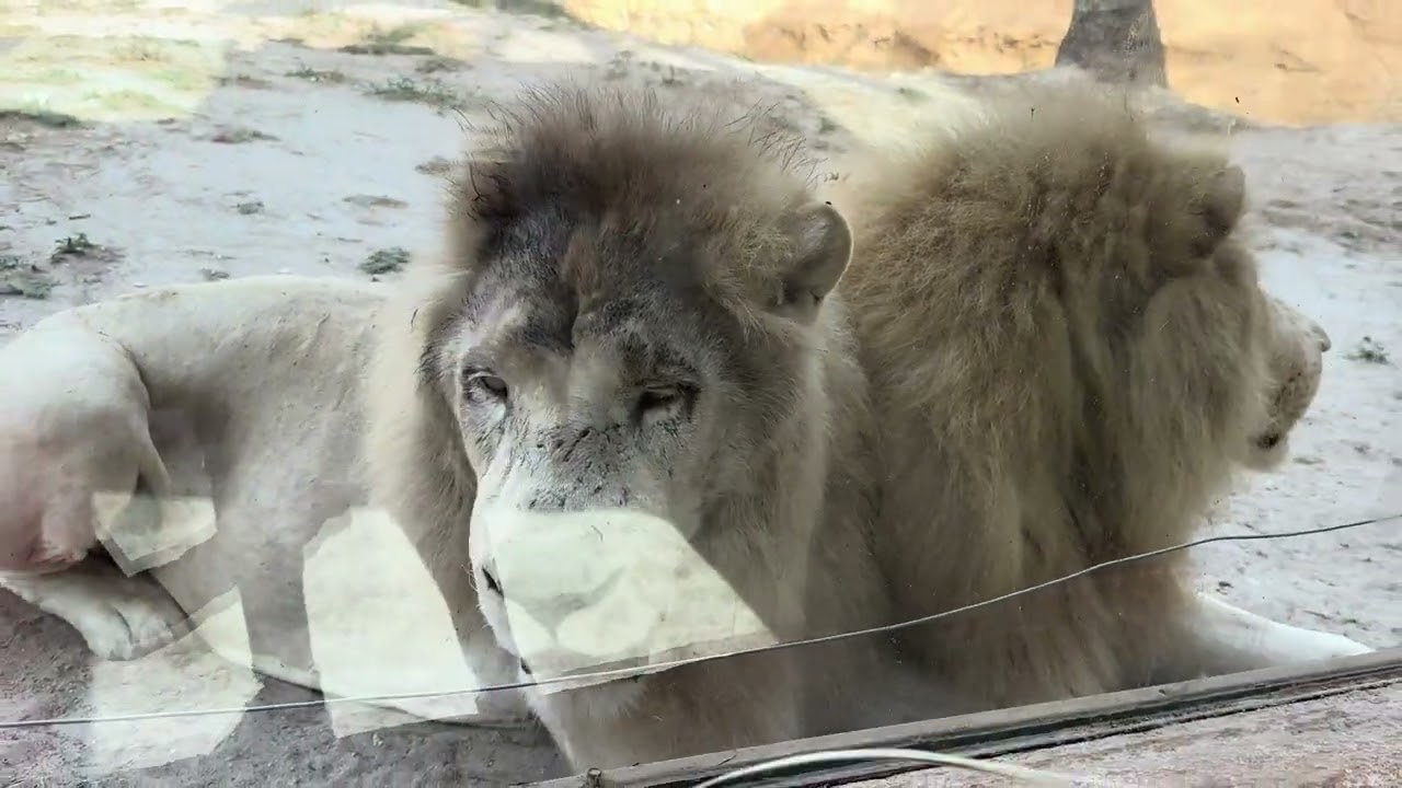 Zoo park Rio Safari Elche I Osen, Oktiabr I Ispaniya 2024 I Moi vlog I Best vlog video on YouTube