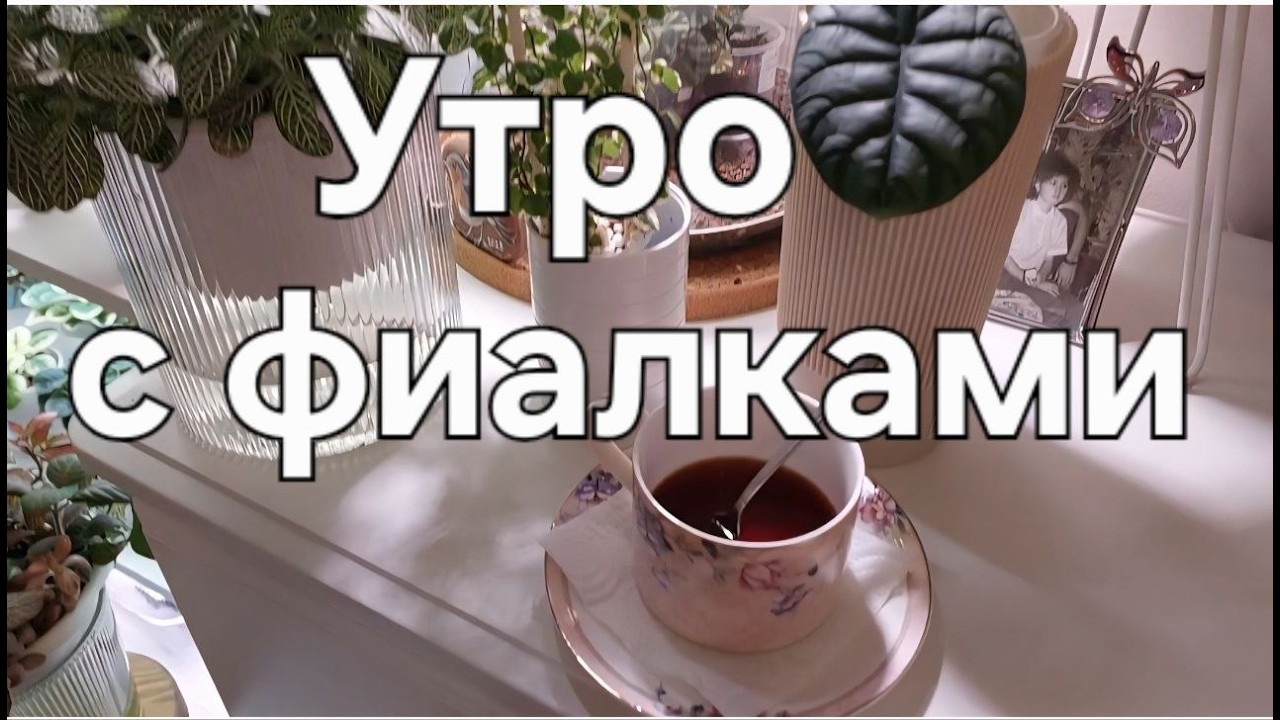 Утро с фиалками