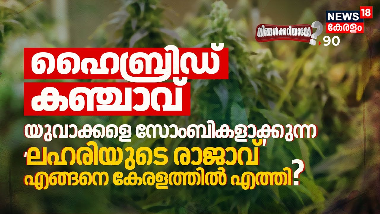 Hybrid കഞ്ചാവ് | Youthനെ Zombiesആക്കുന്ന ലഹരിയുടെ രാജാവ് എങ്ങനെ Keralaൽ എത്തി? Ningalkkariyamo? N18V
