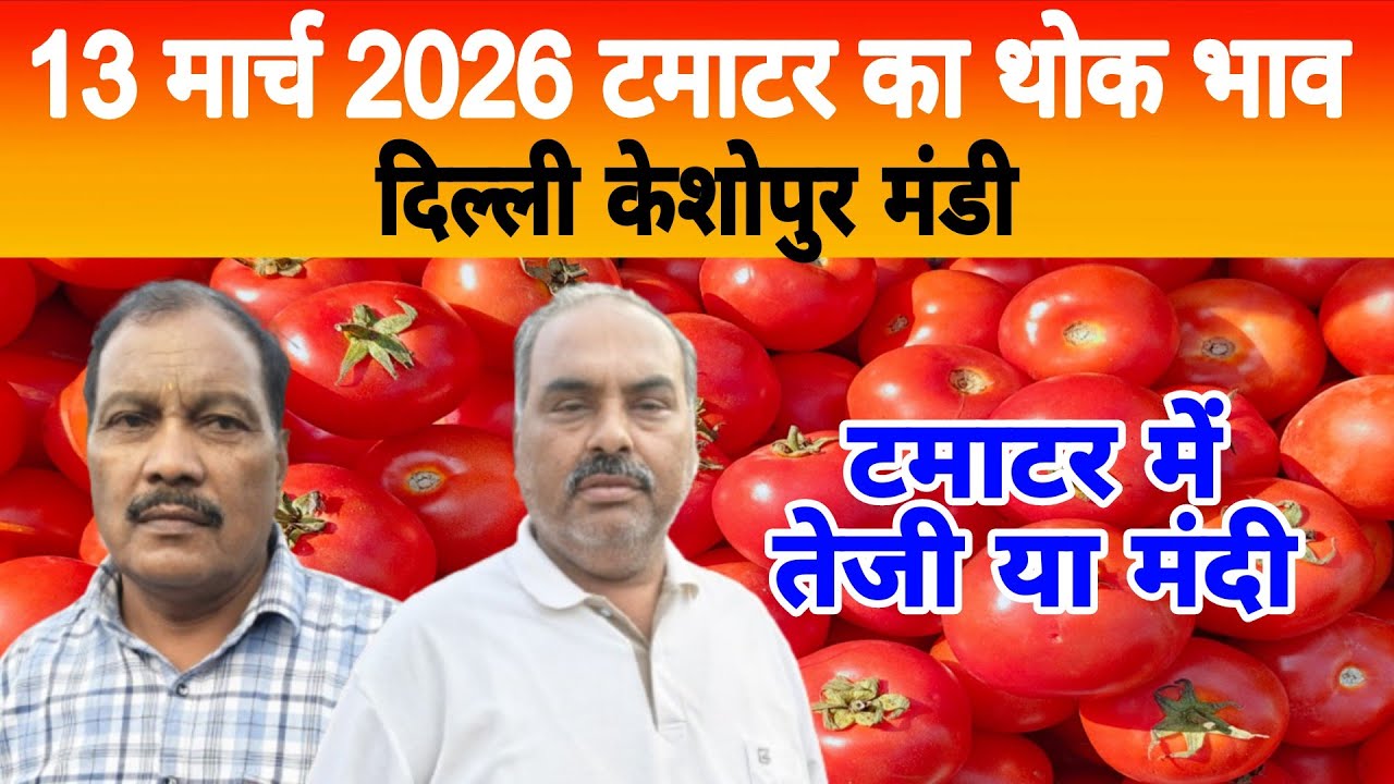 13 March 2026 Delhi 🍅 टमाटर होलसेल भाव | Keshopur Mandi | Today Tomato Rate #tamatar #tamatarmandi