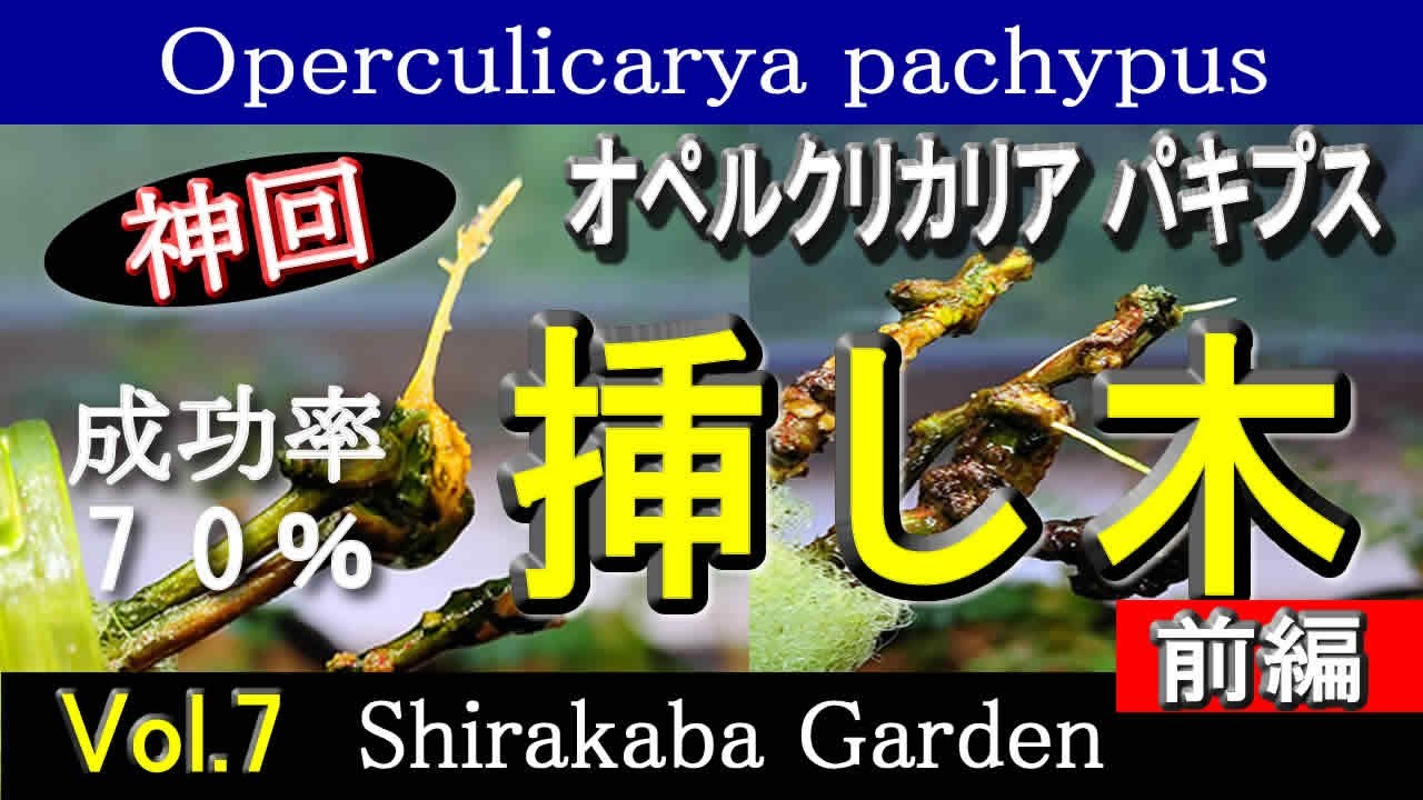 ■神回■成功率70％以上■オペルクリカリア パキプスの挿し木 ・前編Vol.７・挿し木、剪定、根ざしの検証 Operculicarya pachypus・Cultivation by cuttings