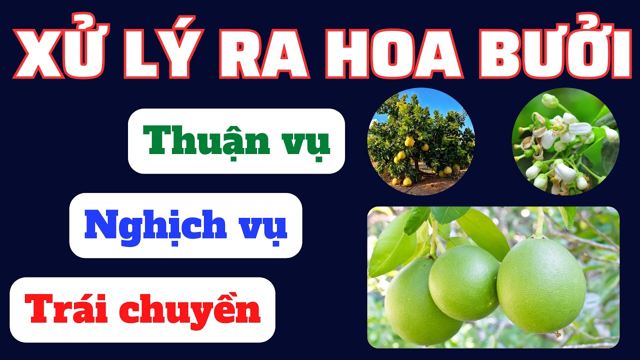 Tổng hợp xử lý ra hoa bưởi: Thuận vụ, nghịch vụ và trái chuyền