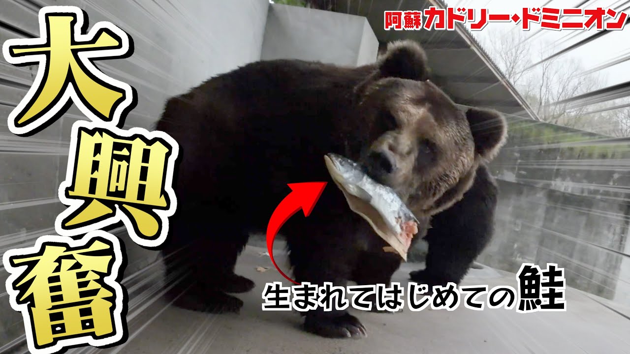 はじめて鮭をもらったヒグマの行動が怖すぎた【飼育員カメラ】