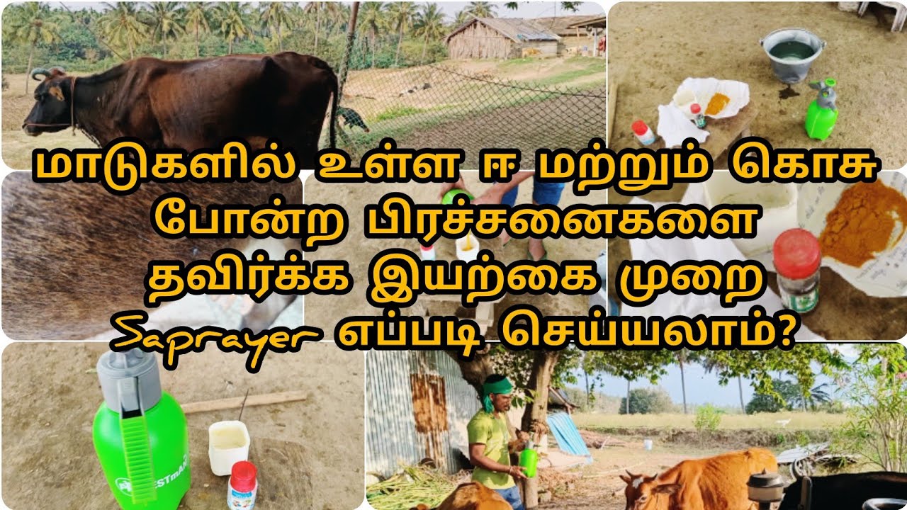 மாடுகளுக்கு ஈ,கொசு போன்ற தொல்லையில் இருந்து போக்க இயற்கை முறையில் செய்த நீர் தெளிப்பான்||sprayer cow