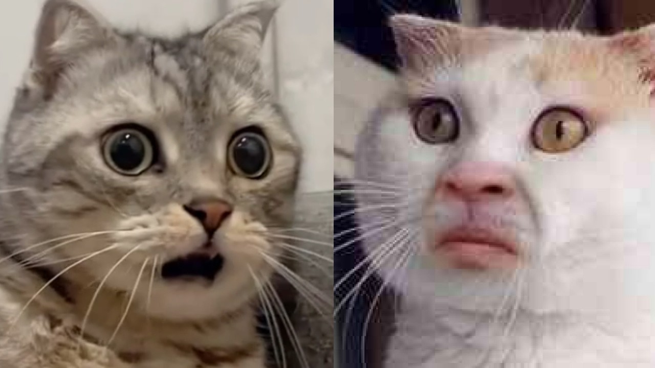 😻😂 Испытание «Попробуй не засмеяться»: подборка самых нелепых кошачьих выходок 😻😂