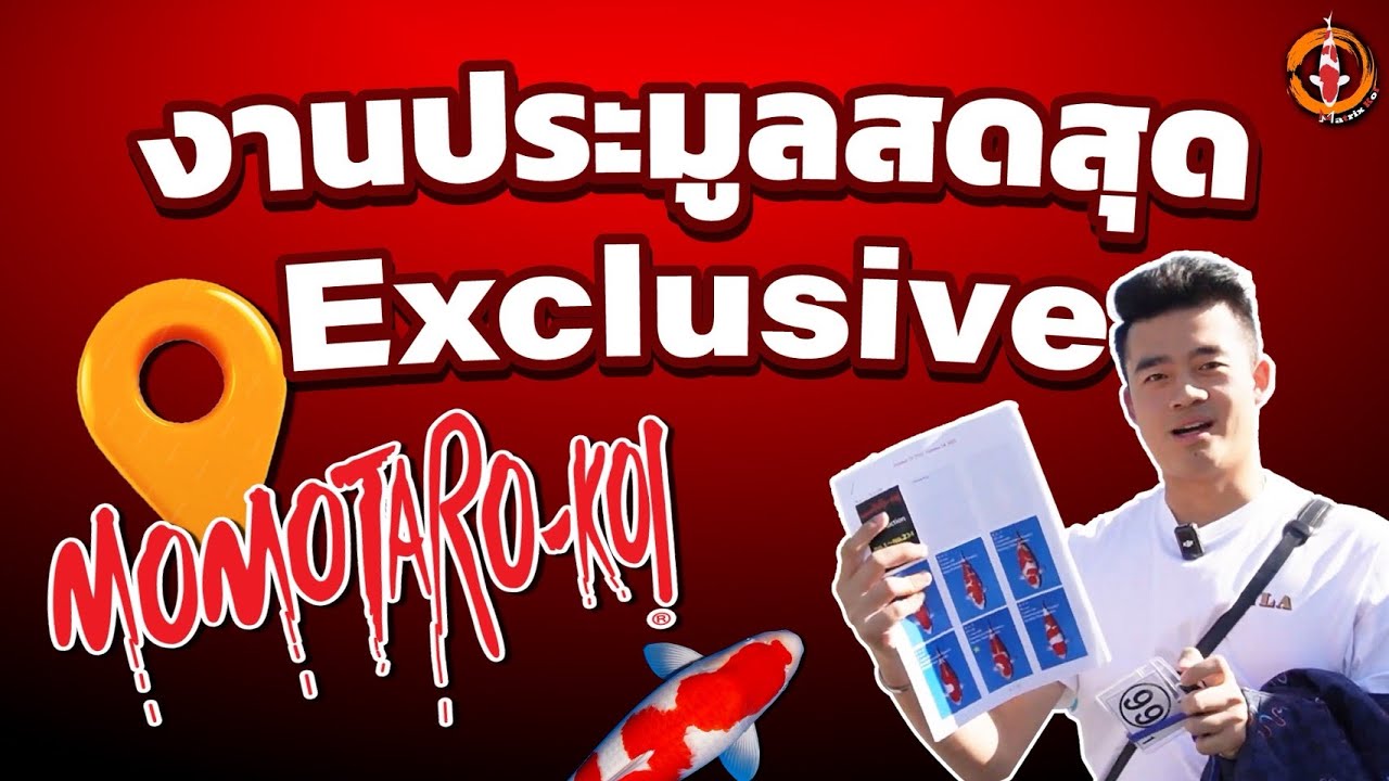 งานประมูลปลาสุด Exclusive ที่ Momotaro Koi Farm