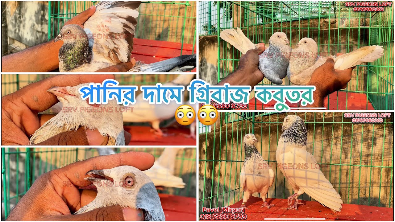 পানির দামে গ্রিবাজ কবুতর 😳😳 #pigeon #kabutar #pigeonlover #viralvideo #kobutor_haat #birds #srv 