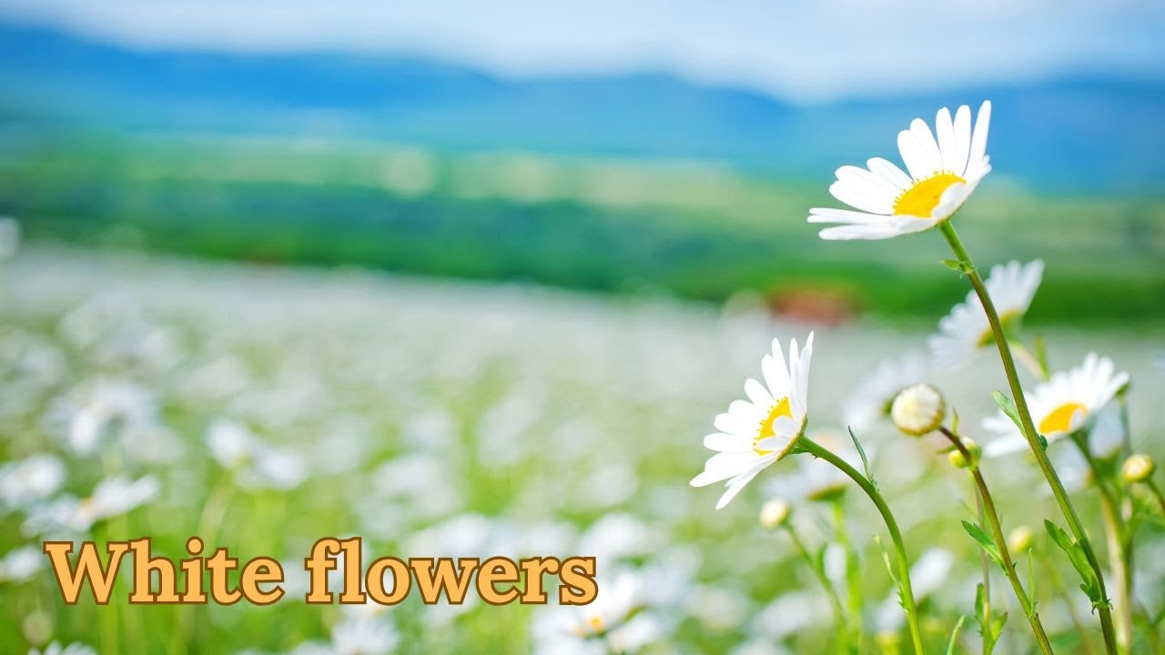 White Flowers 🤍🌸 Deep Relaxing Music for Mental Calm, Stress Relief & Inner Peace