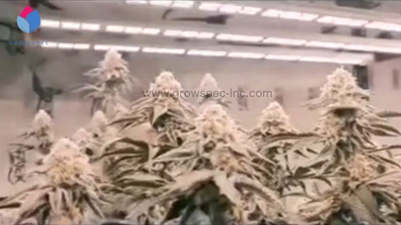 Aeroponics Cultivation 4.0 - Cannabis