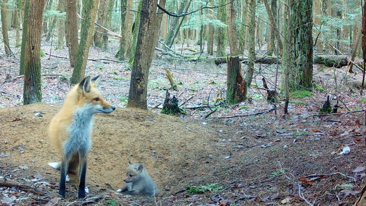 Fox Mom Attacks Raccoon, Hides from Deer & Catches Muskrat
