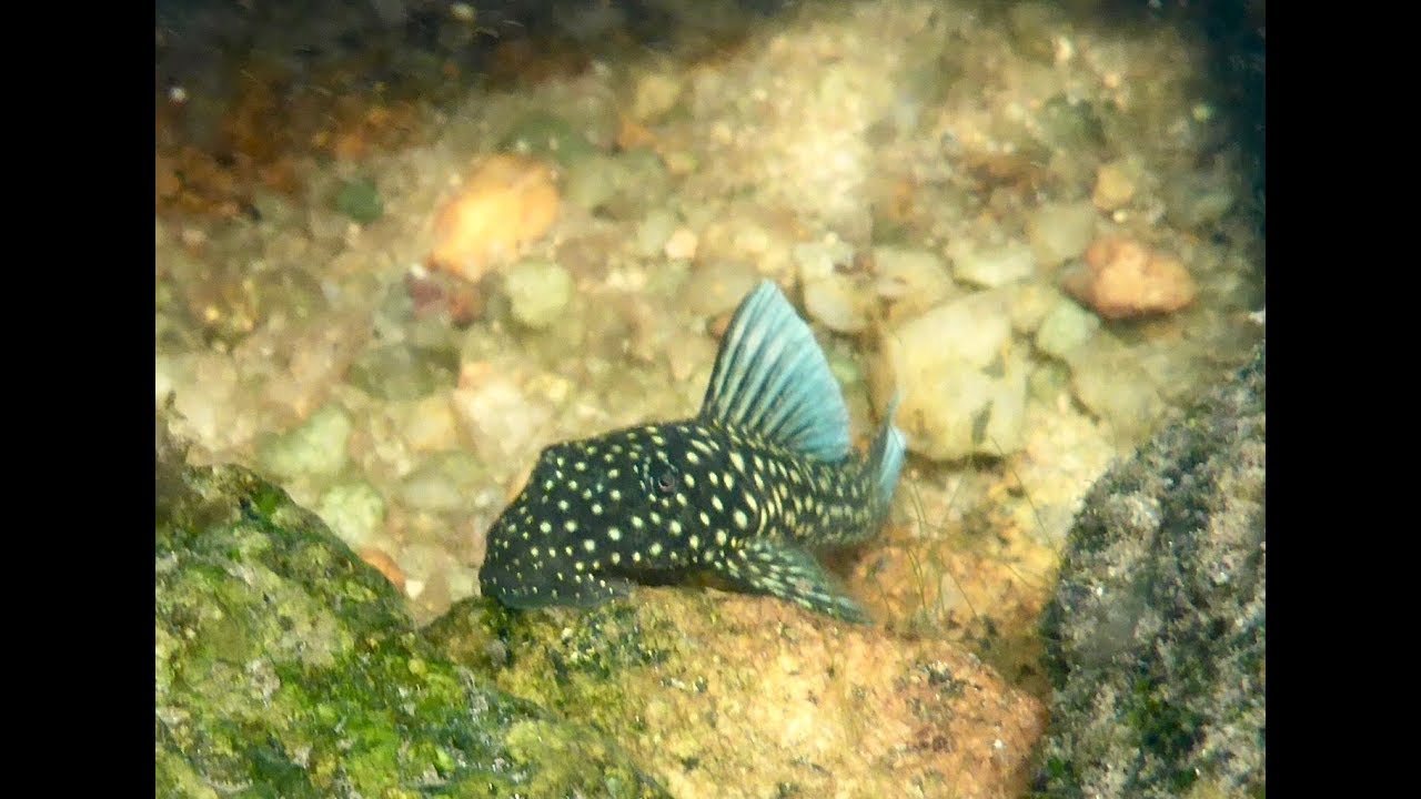 BlueFin Pleco, der Hammer- Guyanancistrus spec. Amapa'