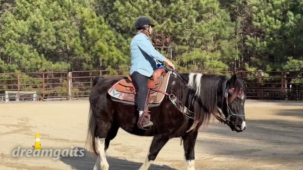 Adult Beginner Riding Lesson 3 #horse #training #equestrianjourney #bucketlist