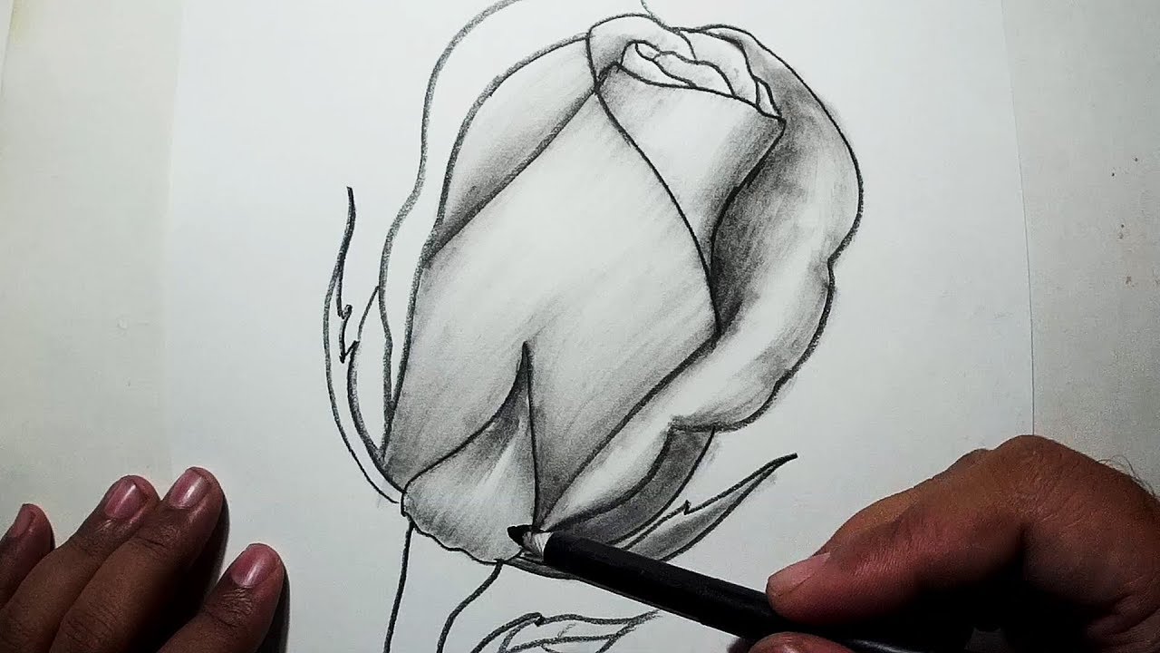 How to Draw A Rose || Easy Sketch, Draw, Shade