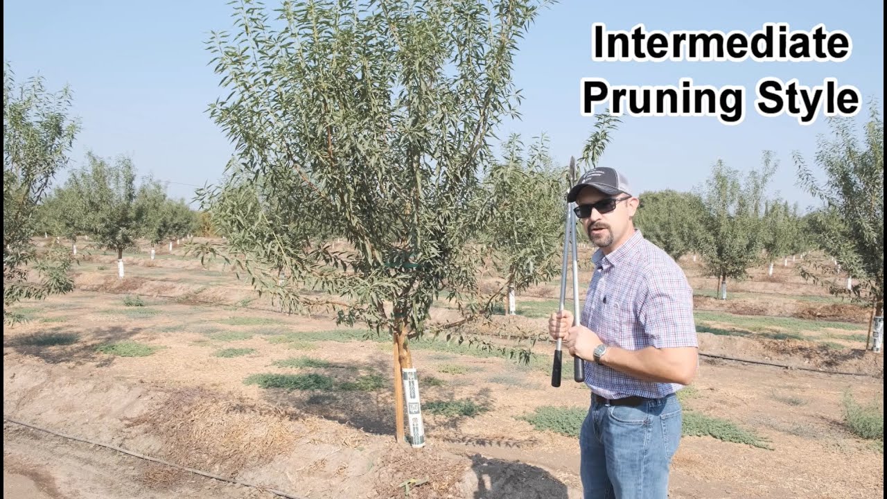 Shasta® Almond 1st Leaf Pruning