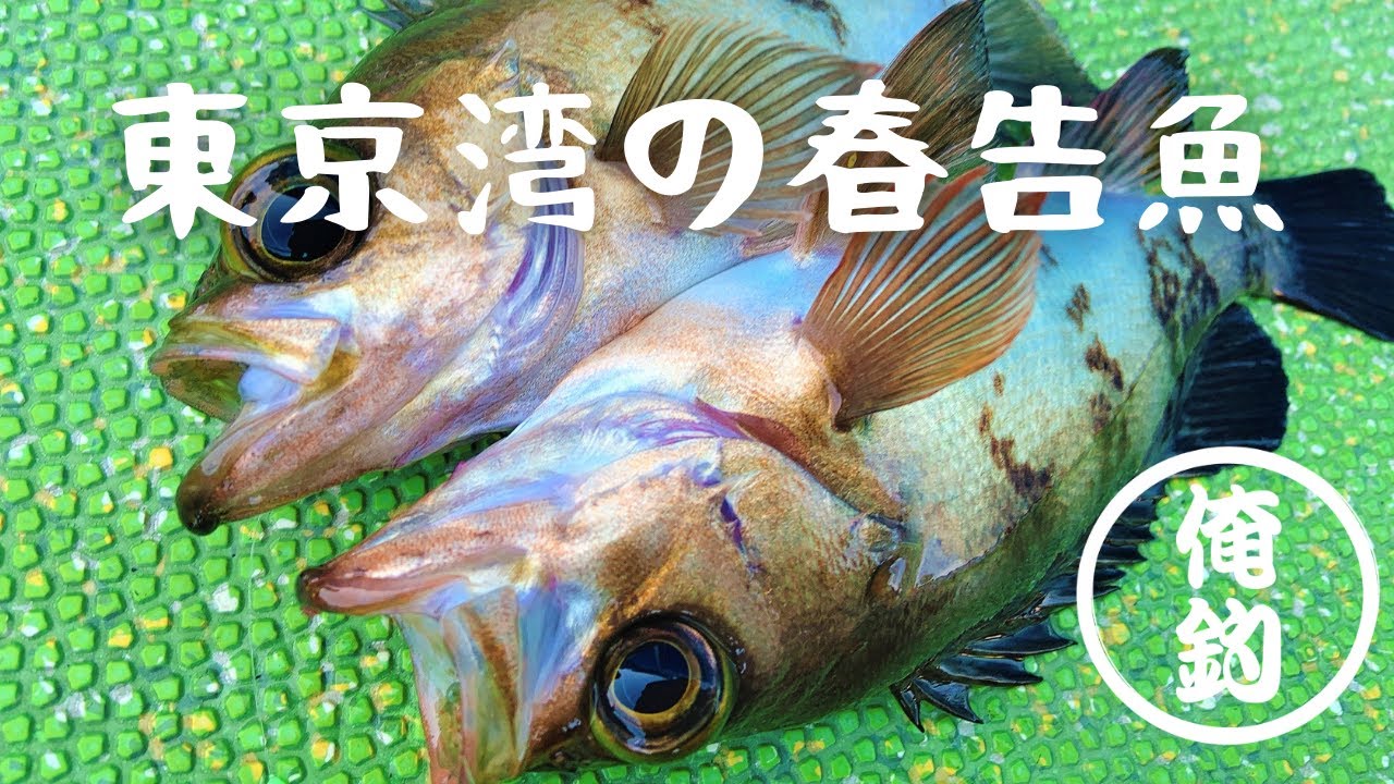 【エビメバル】東京湾に春を告げる魚を釣る
