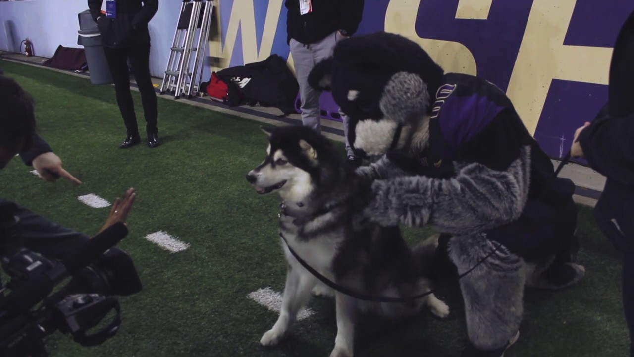 A Day in the Life of Dubs, the UW's mascot