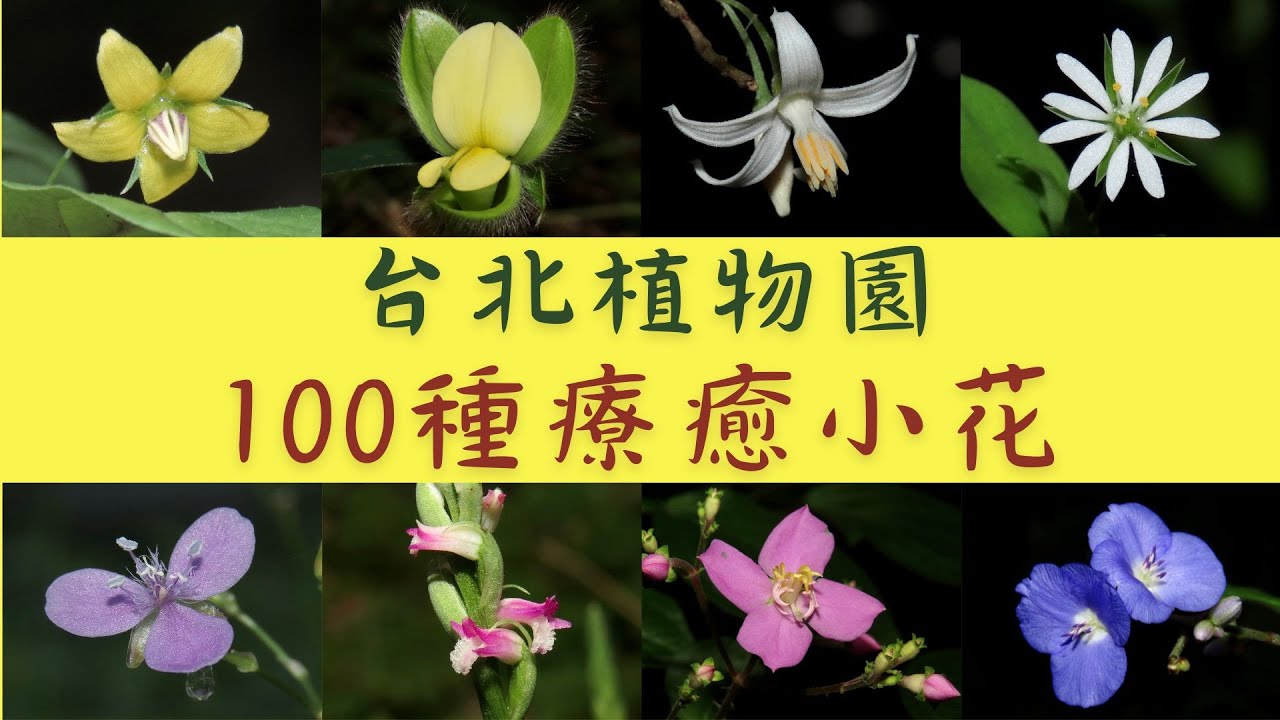 一次看個夠！累了一整天就來看這個，台北植物園一百朵療癒小花，瞬間治癒你的疲憊心靈。
