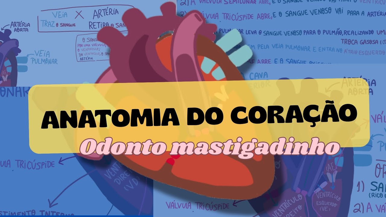 Anatomia do Coração e Ciclo Cardíaco | Odonto Mastigadinho