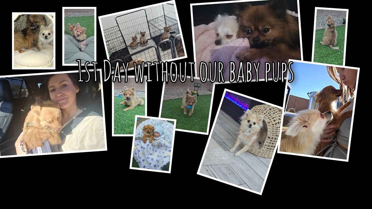 No Longer A Family of 12 | Our First Day Without Our 4 Puppies