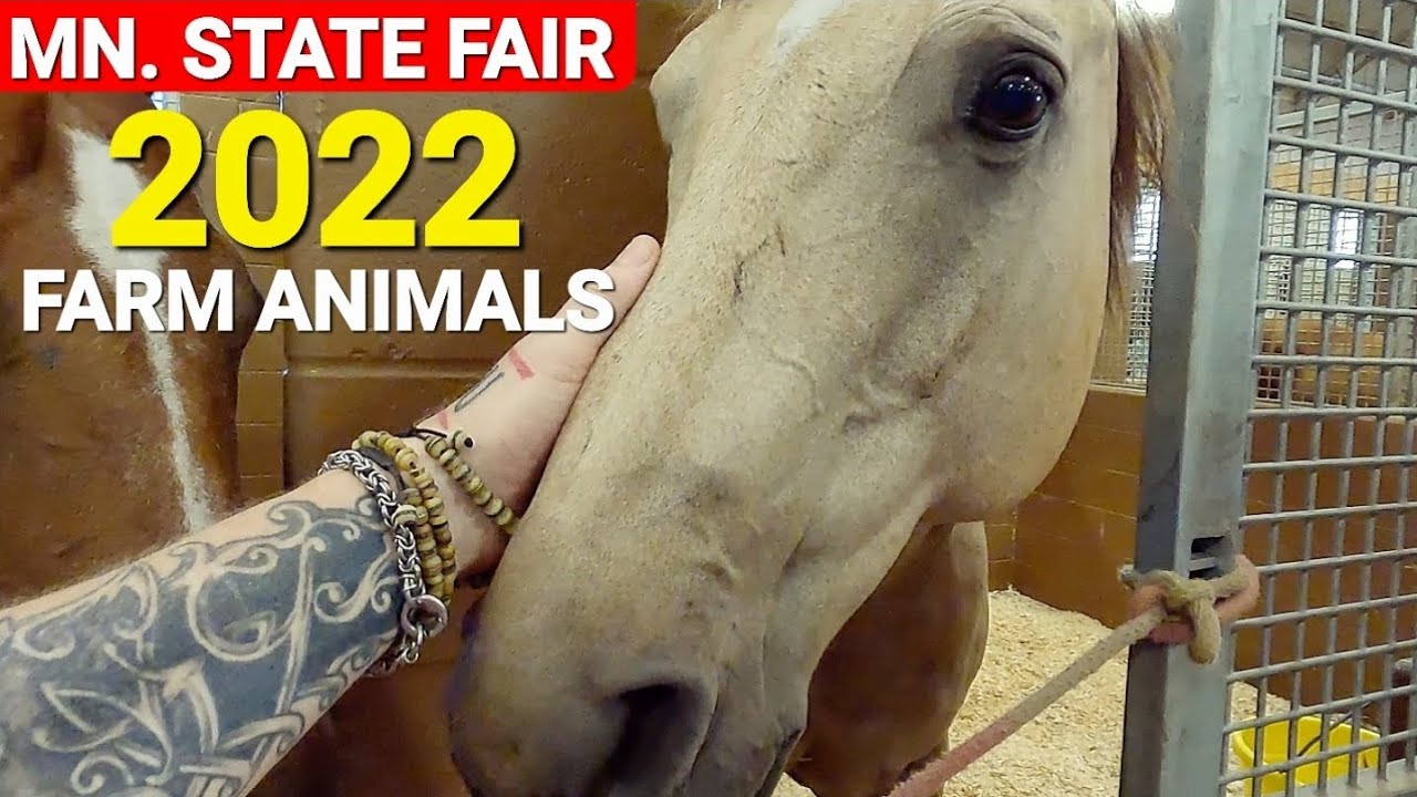 MN. State Fair 2022 - FARM ANIMALS - Horses, Cows, Pigs, Goats & More!!