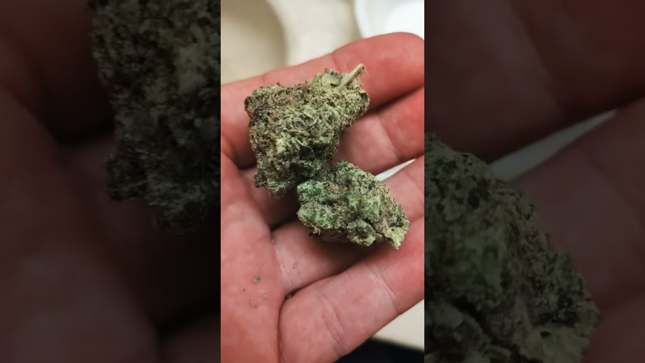New funk from Hmp.store 🔥🌹Gelato cake 🎂
