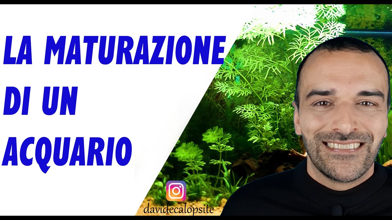 MATURAZIONE ACQUARIO. CONSIGLI UTILI