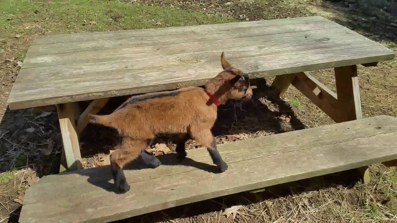 Oberhasli kids - Released from the Kidding Stall