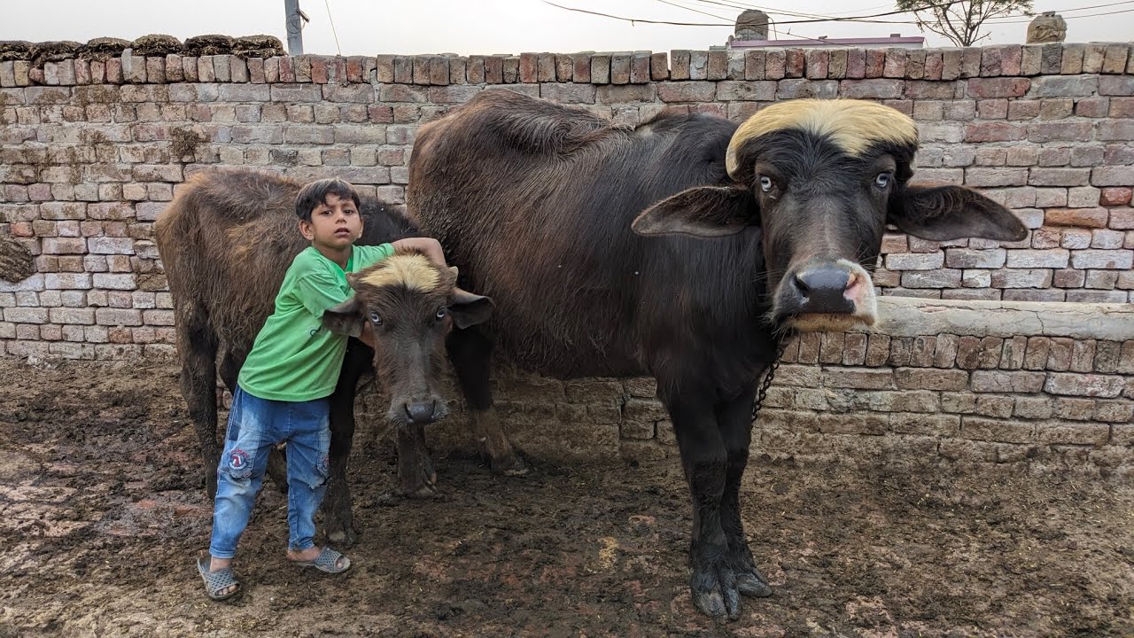 Buffalo milk | Big buffalo and baby buffalo | animals Care 