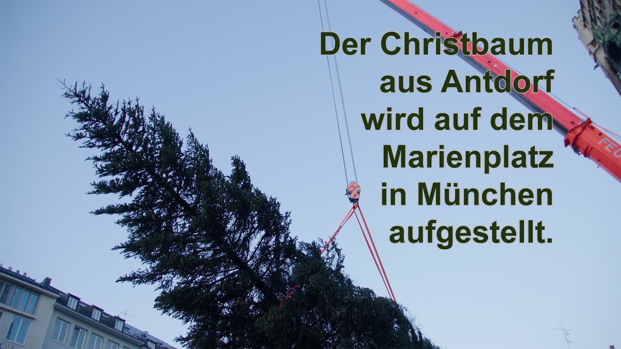 Der Christbaum aus Antdorf wird auf dem Marienplatz in München aufgestellt.