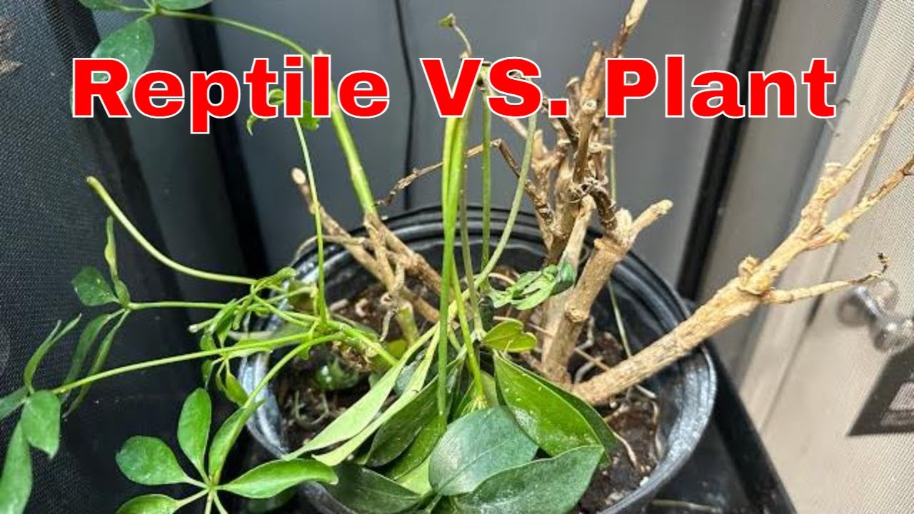 Reptiles Versus Plants: The Ultimate Showdown - Who Comes Out On Top?
