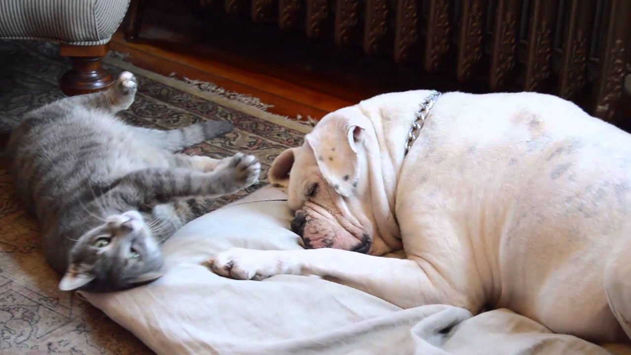 When a Cat Loves a Bulldog