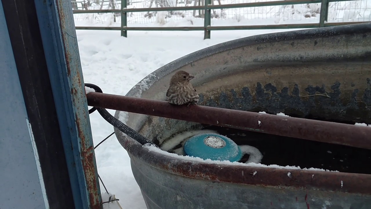 Finch Frozen to Fence Rescue
