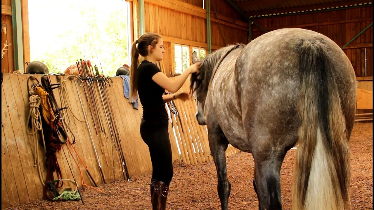 Berittpferd Leoa - 3 Monate Vollberitt in der Reitschule Horstmann