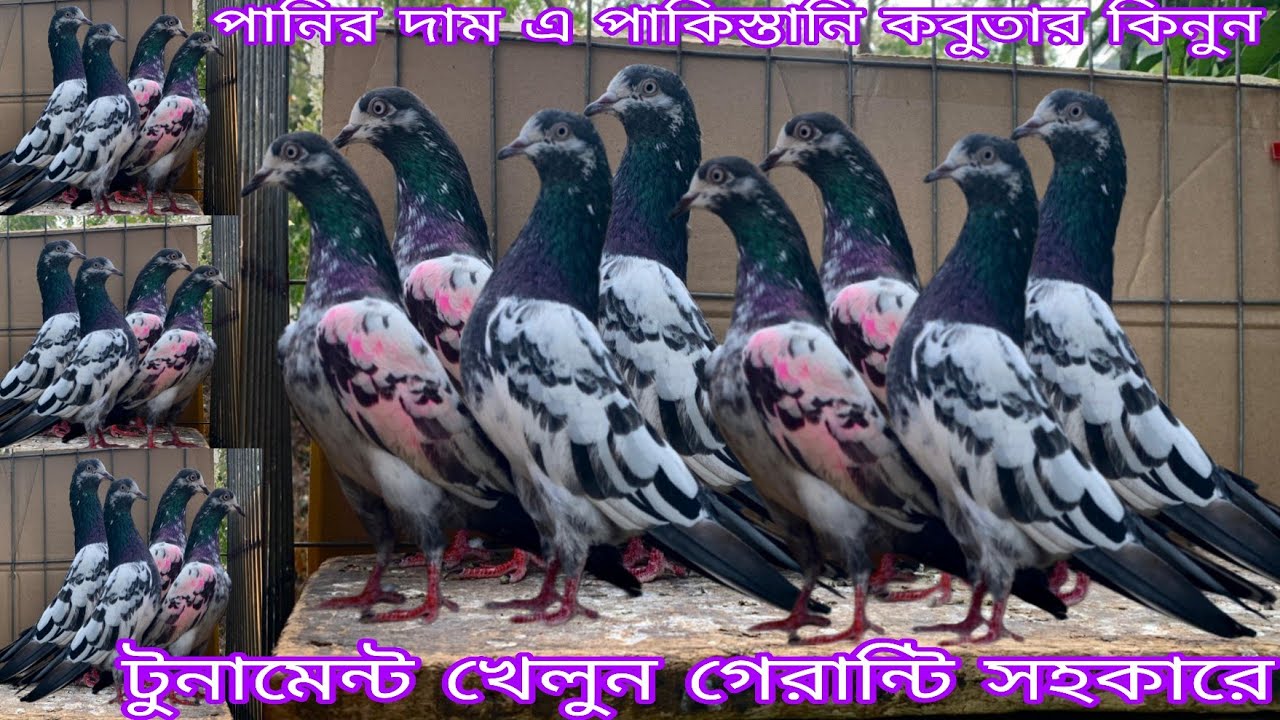 ভালো মানের কবুতার কিনুন টুনামেন্ট খেলুন গেরান্টি সহকারে গলালাল আলীওয়ালা কালো জেনারেশন টেডি ১২৮ ওমান 