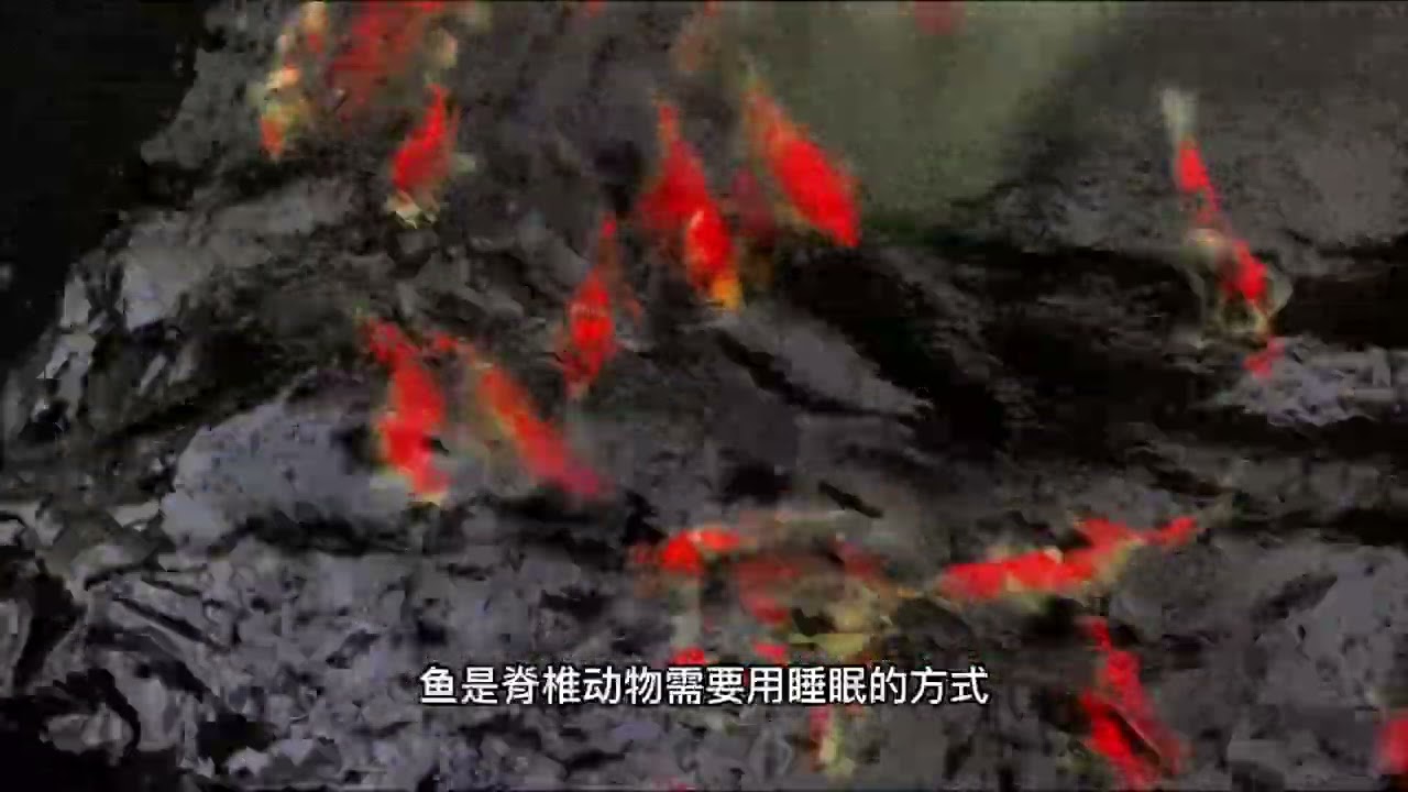 锦鲤缩鳍趴缸经常遇到，到底怎么回事，该怎么办？