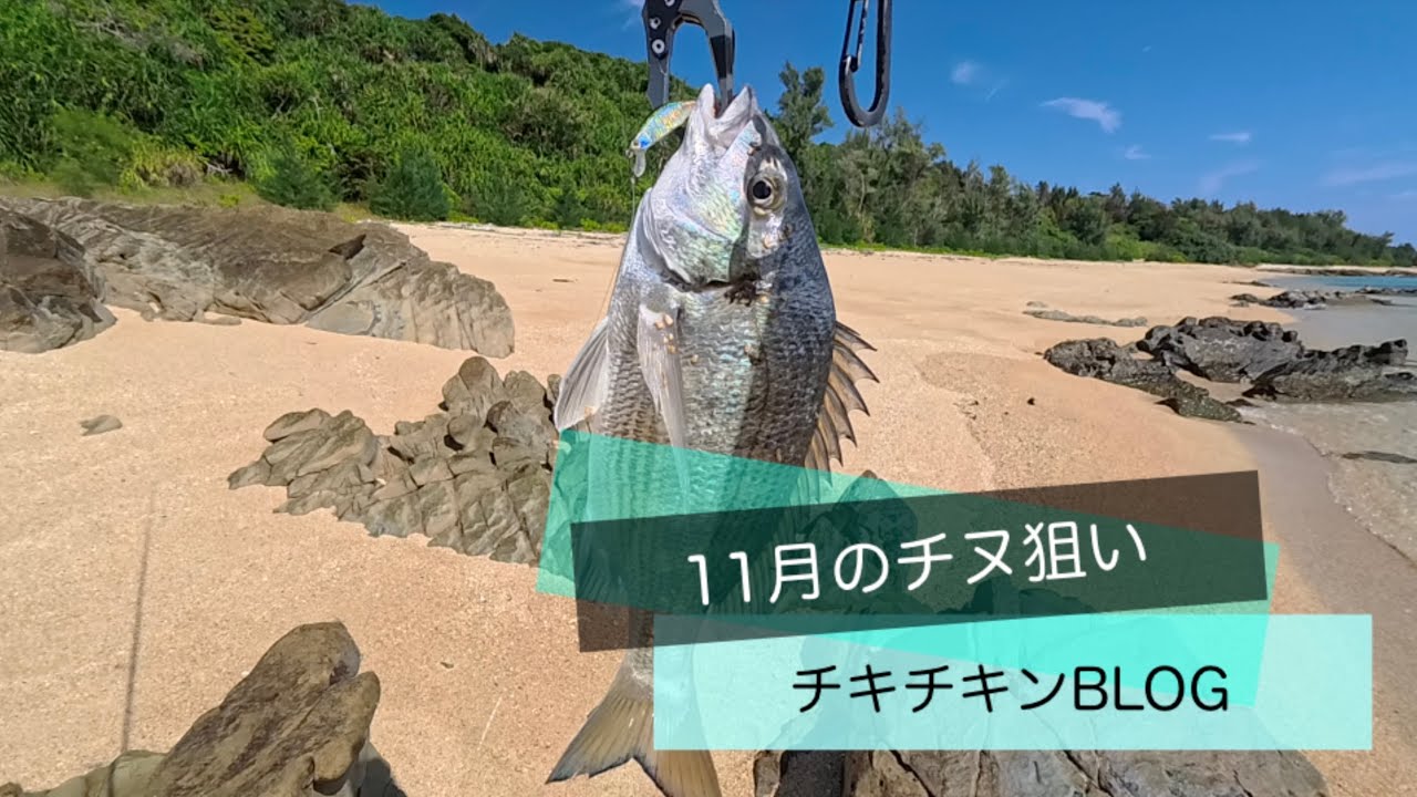 ［沖縄］11月のチヌ狙い［ルアーフィッシング］#沖縄 #釣り #ルアー釣り #fishing #fishingvideo