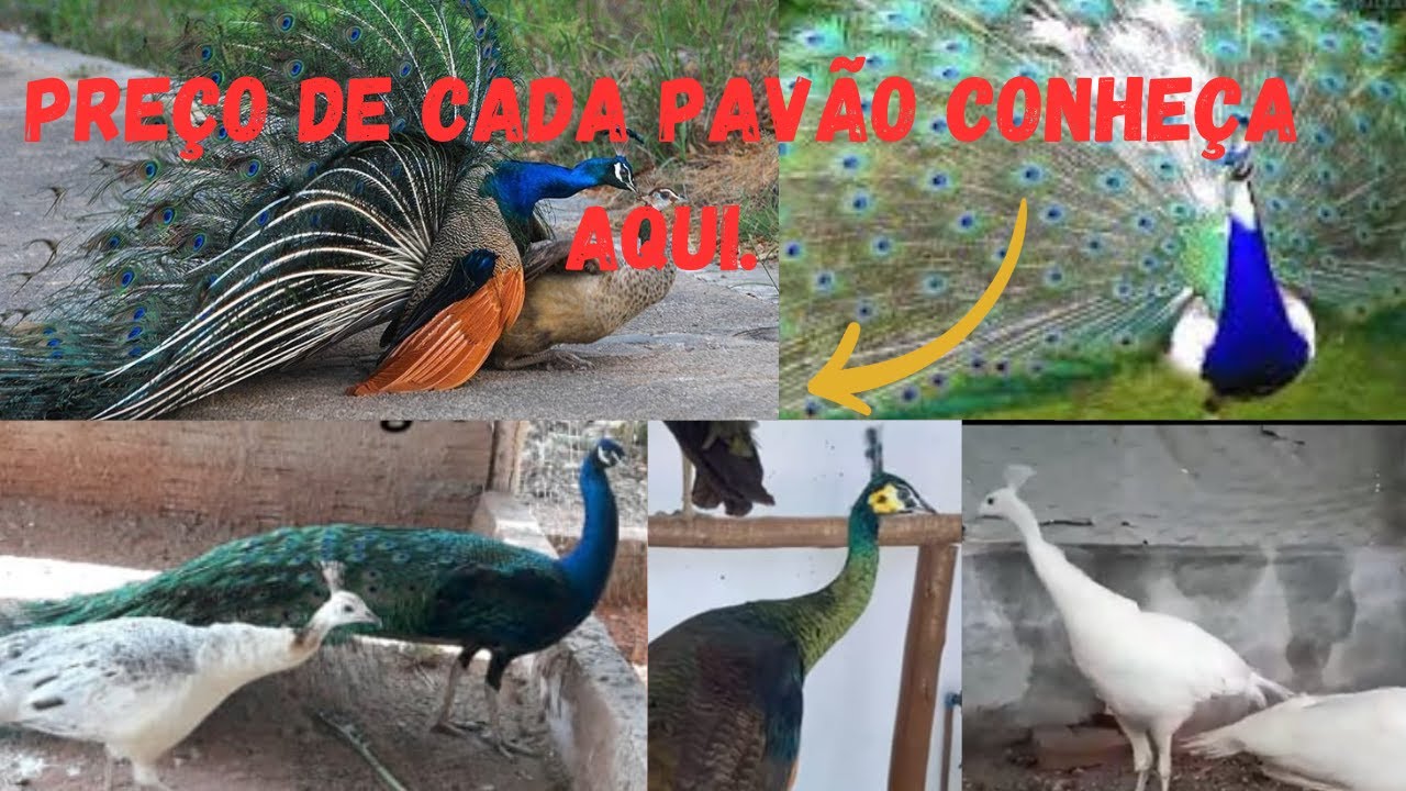 PRE&Ccedil;O do CASAL de PAV&Otilde;ES, Pav&atilde;o Azul, Ombros Negros, branco, Arlequim, e Verde java. Em Reais &eacute; Caro