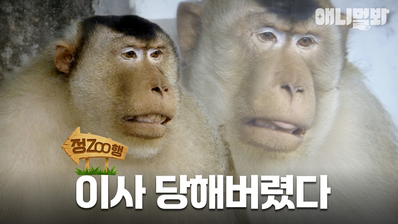 [#정ZOO행] 마취에서 깨어나 보니 집이 바뀌어있다🙊 | EP.9 #TV동물농장 #AnimalFarm #애니멀봐